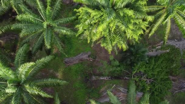Vista Volo Uccello Del Ficus Selvatico Caduto Microcarpa Nella Piantagione — Video Stock