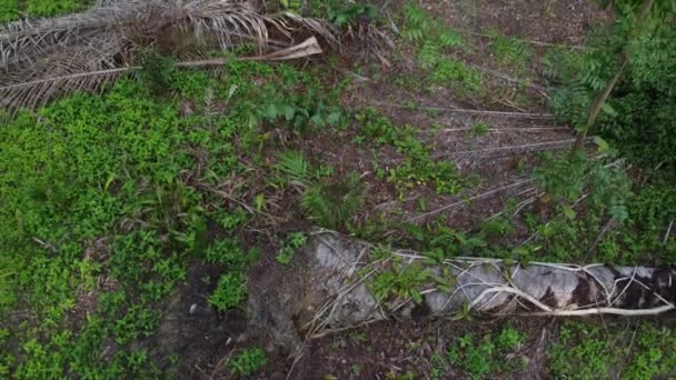 Widok Lotu Ptaka Upadły Dziki Ficus Microcarpa Środkowej Plantacji — Wideo stockowe