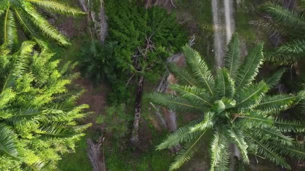 Visão Olho Pássaro Caída Ficus Selvagem Microcarpa Plantação Meio — Vídeo de Stock