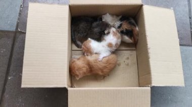 Kahverengi karton kutunun içindeki kedi yavrusu evlat edinilmek üzere.
