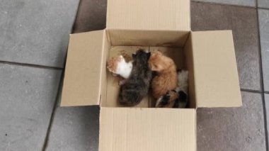 Kahverengi karton kutunun içindeki kedi yavrusu evlat edinilmek üzere.