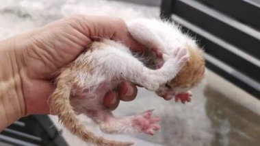 Asfalt sokakta çok genç bir sokak kedisi.