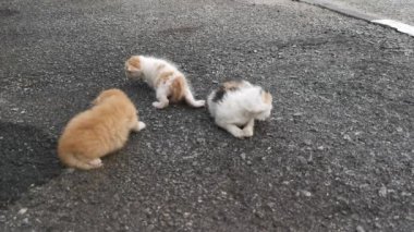 Asfalt sokakta çok genç bir sokak kedisi.