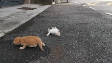 Asfalt sokakta çok genç bir sokak kedisi.