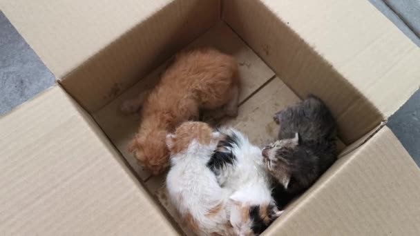 Kitten Brown Square Cardboard Box Adoption — Stock Video