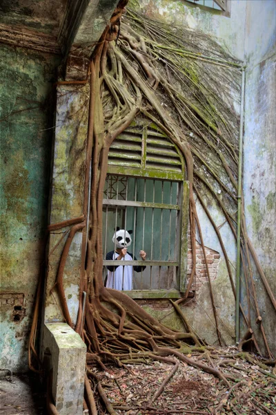 Panda Mascot Interior Deserted Dilapidated Building — Stock Photo, Image