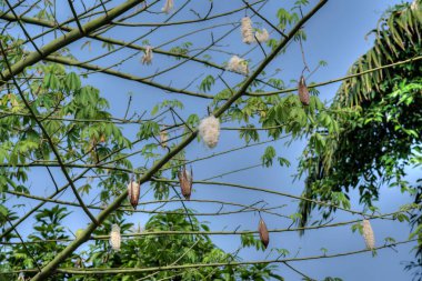 Pamuk tohumu kabukları pamuk ağacının dallarında asılı..