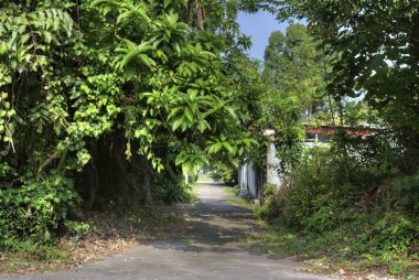 Yeşil sessiz patika yeşillik gölgelik arazi boyunca