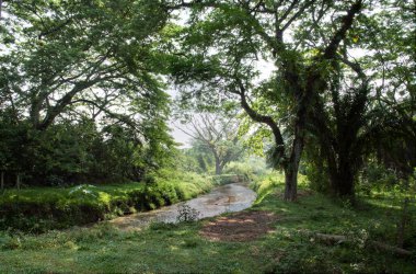 Yeşil sessiz patika yeşillik gölgelik arazi boyunca