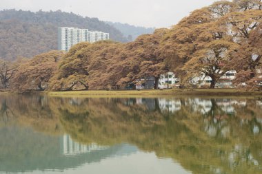 Göl kenarındaki yeşilliğin kızılötesi görüntüsü
