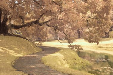 Göl kenarındaki yeşilliğin kızılötesi görüntüsü