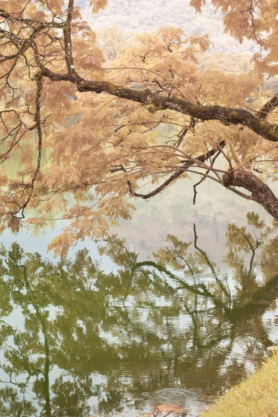 Infračervený Obraz Listí Jezera — Stock fotografie