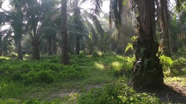 Ormanaltı tarlasında sabah manzarası
