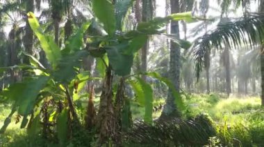 Ormanaltı tarlasında sabah manzarası