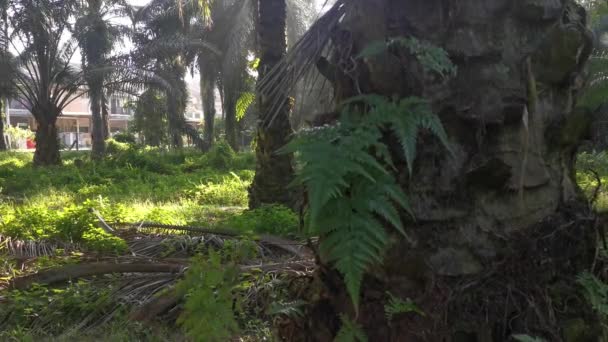 Morning Environment Scene Undergrowth Plantation — Stock Video
