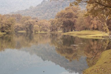 Göl kenarındaki yeşilliğin kızılötesi görüntüsü