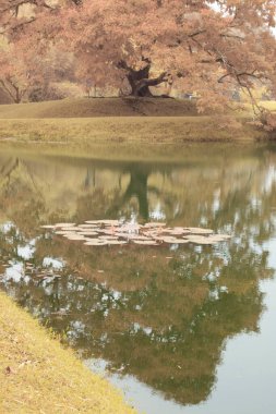 Göl kenarındaki yeşilliğin kızılötesi görüntüsü
