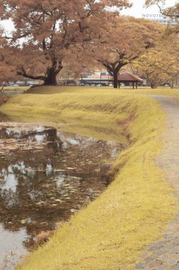 Göl kenarındaki yeşilliğin kızılötesi görüntüsü