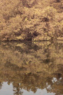Göl kenarındaki yeşilliğin kızılötesi görüntüsü