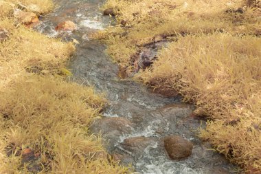 Göl kenarındaki yeşilliğin kızılötesi görüntüsü