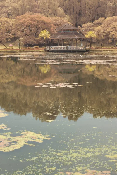 Інфрачервоне Зображення Листя Біля Озера — стокове фото