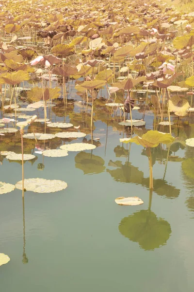 Image Infrarouge Plante Nelumbo Nucifera Dans Lac — Photo