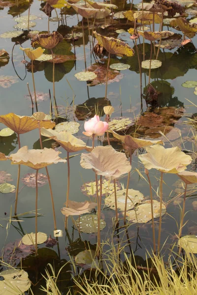 호수에 럼보누 페리아 식물의 적외선 — 스톡 사진