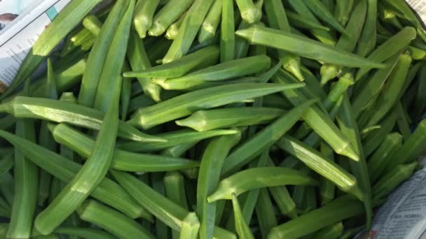 Basket Fresh Green Okra Lady Finger Vegetable — Stock Video