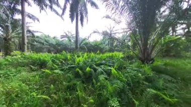 Kıllı, vahşi keman kafası eğreltiotu tarlasında