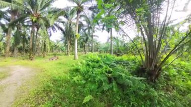 Kıllı, vahşi keman kafası eğreltiotu tarlasında