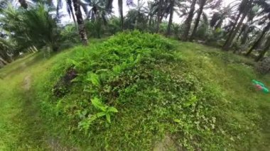 Kıllı, vahşi keman kafası eğreltiotu tarlasında