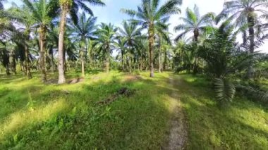 Kıllı, vahşi keman kafası eğreltiotu tarlasında