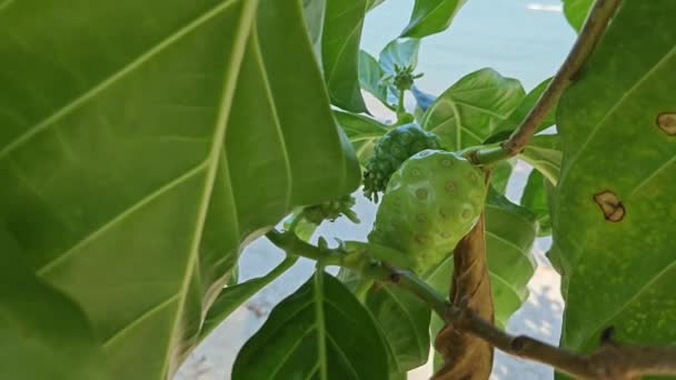Morinda Citrifolia Μεγαλώνει Σκιερό Δάσος Στην Αμμώδη Παραλία — Αρχείο Βίντεο