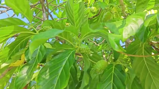 Morinda Citrifolia Kumlu Sahildeki Gölgeli Ormanda Yetişir — Stok video