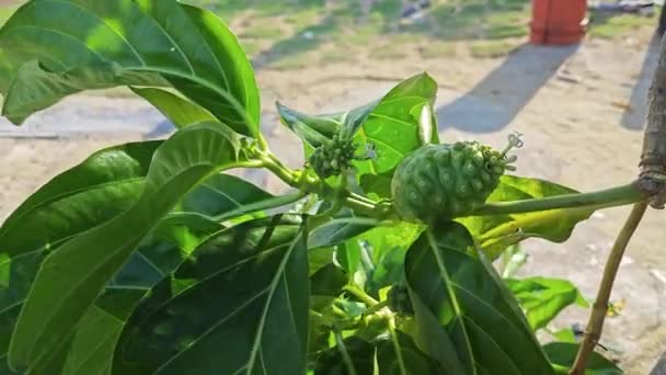 Morinda Citrifolia Crece Bosque Sombreado Playa Arena — Vídeos de Stock