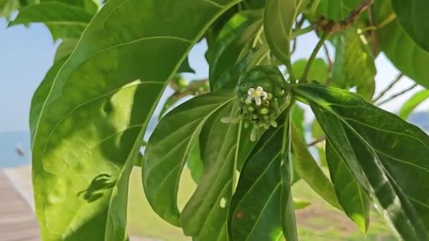 Morinda Citrifolia Crece Bosque Sombreado Playa Arena — Vídeo de stock