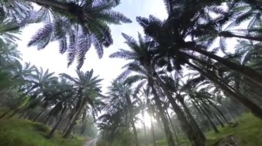 Petrol palmiyesi çiftliğindeki çalılık tropik çevre bitki örtüsü.. 