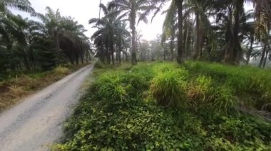 Petrol palmiyesi çiftliğindeki çalılık tropik çevre bitki örtüsü.. 