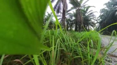 Petrol palmiyesi çiftliğindeki çalılık tropik çevre bitki örtüsü.. 