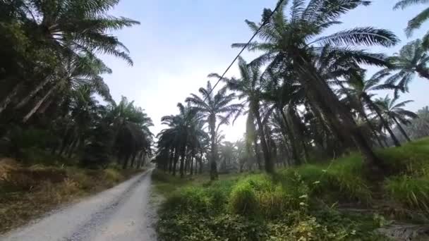 Bushy Tropical Environment Vegetation Oil Palm Plantation — Stock Video