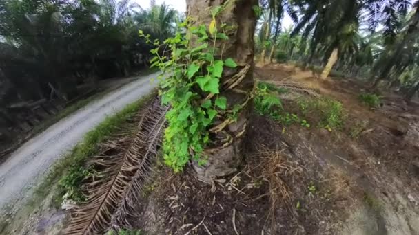 Die Buschige Tropische Vegetation Auf Der Ölpalmenplantage — Stockvideo