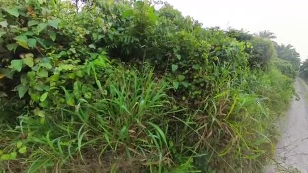 Vegetação Arbustiva Ambiente Tropical Plantação Dendê — Vídeo de Stock