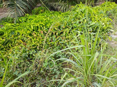 Çayırdaki vahşi çalı yapraklı bitki.