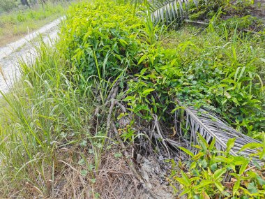 Çayırdaki vahşi çalı yapraklı bitki.