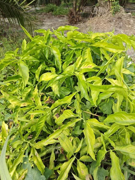Arbusto Selvagem Cinco Dedos Planta Folhosa Prado — Fotografia de Stock
