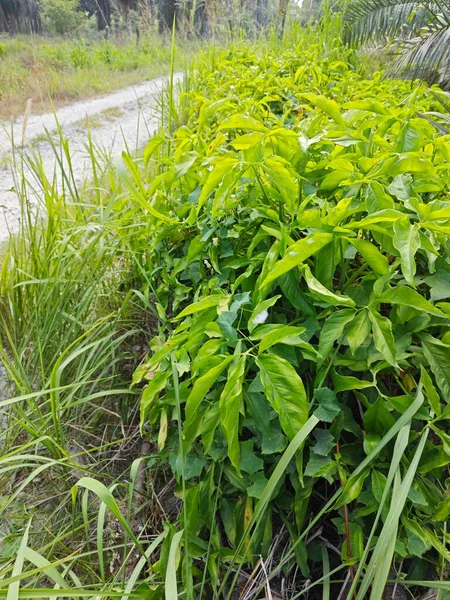 Wild Bushy Five Fingers Leafy Plant Meadow — Stock Photo, Image