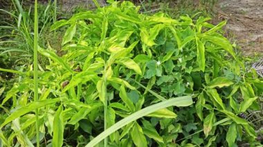 Çayırdaki vahşi çalı yapraklı bitki.