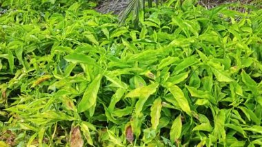 Çayırdaki vahşi çalı yapraklı bitki.