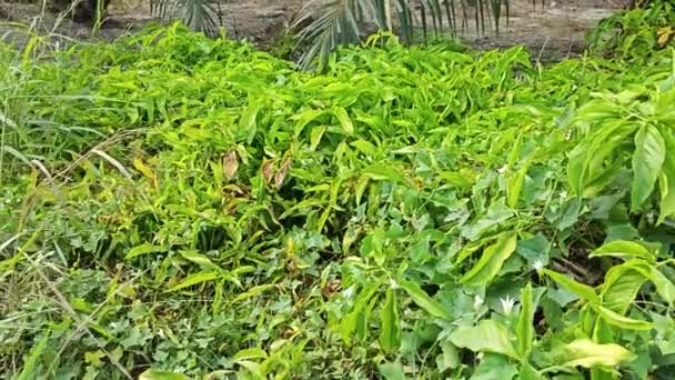 Silvestre Arbustiva Planta Hojas Cinco Dedos Prado — Vídeos de Stock