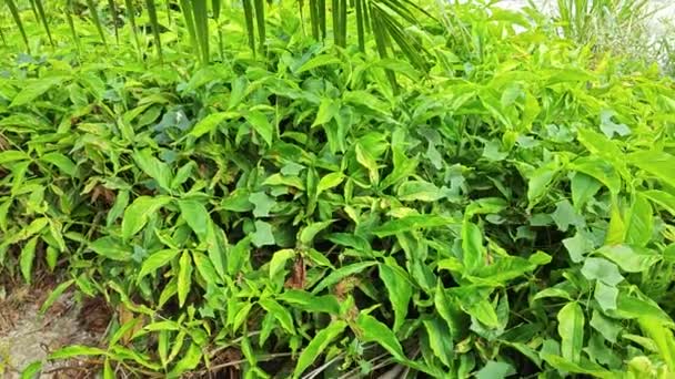 Silvestre Arbustiva Planta Hojas Cinco Dedos Prado — Vídeos de Stock
